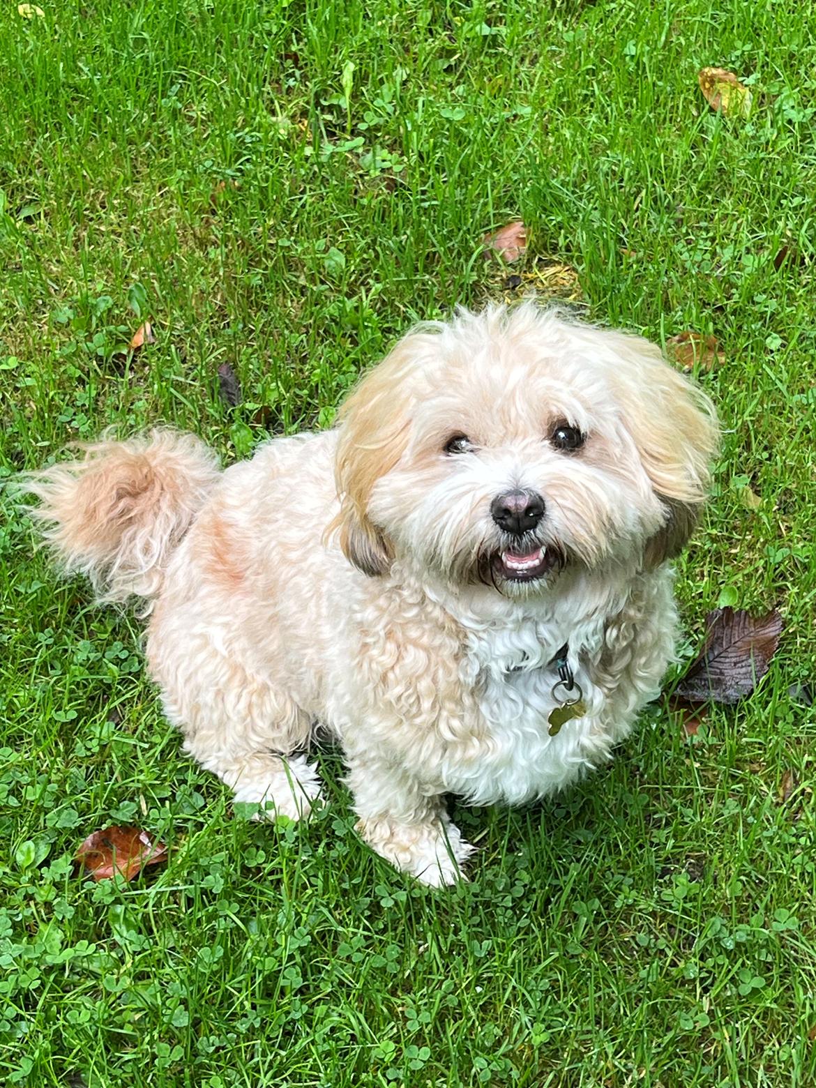 Bichon havanais Vega billede 5