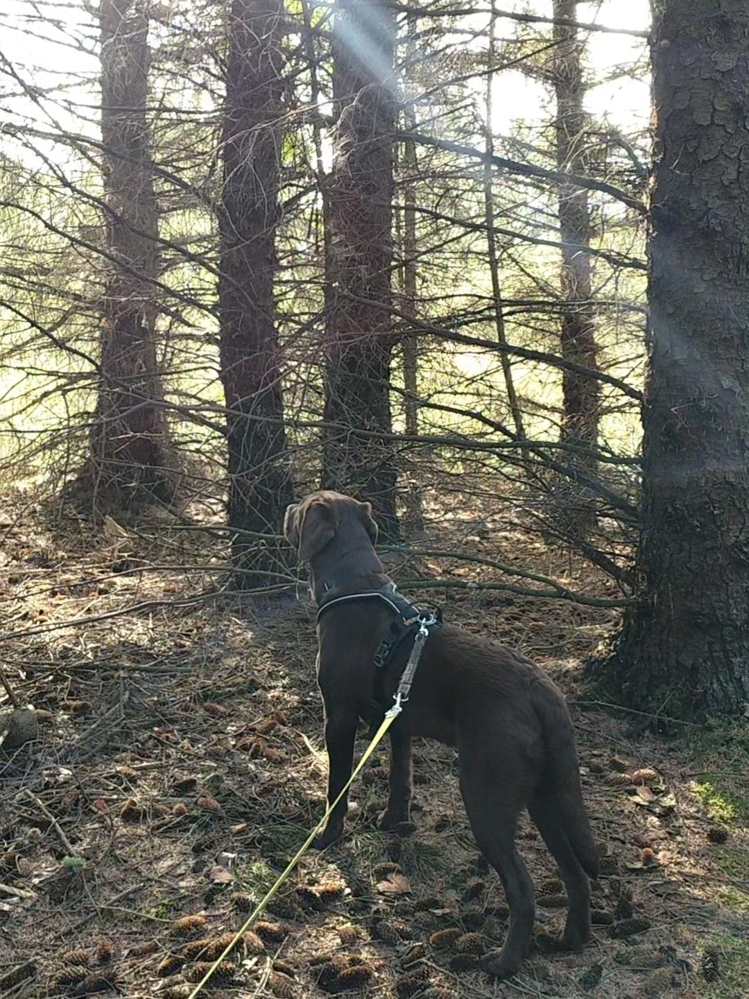 Labrador retriever Balder - 3. oktober 2025 billede 43