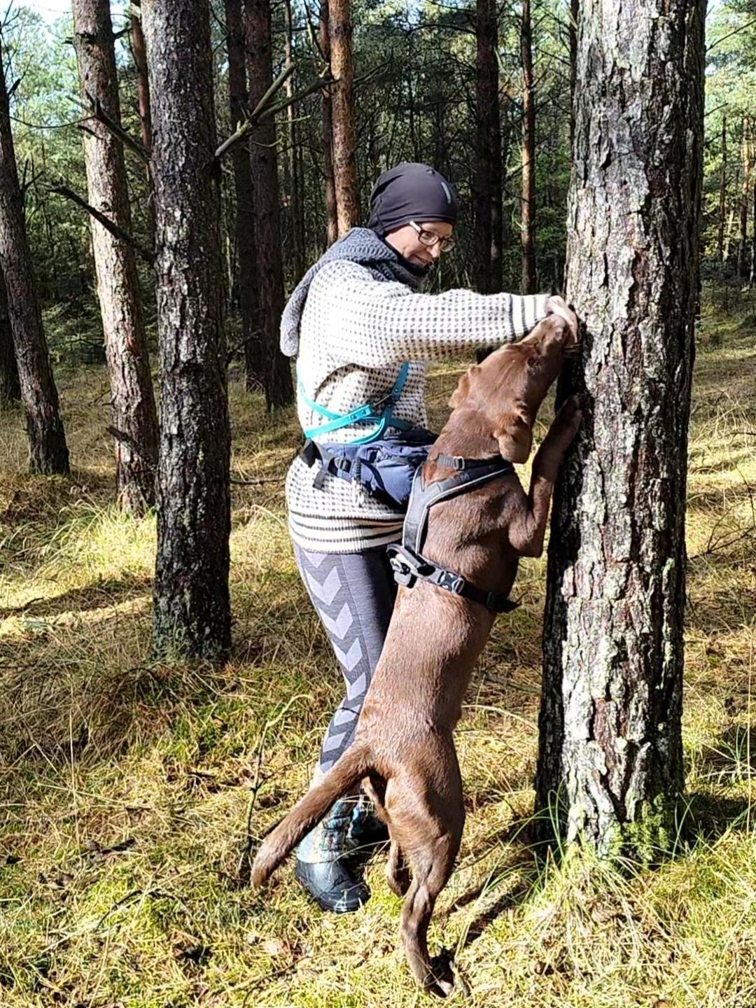 Labrador retriever Balder - 4. oktober 2025 billede 44