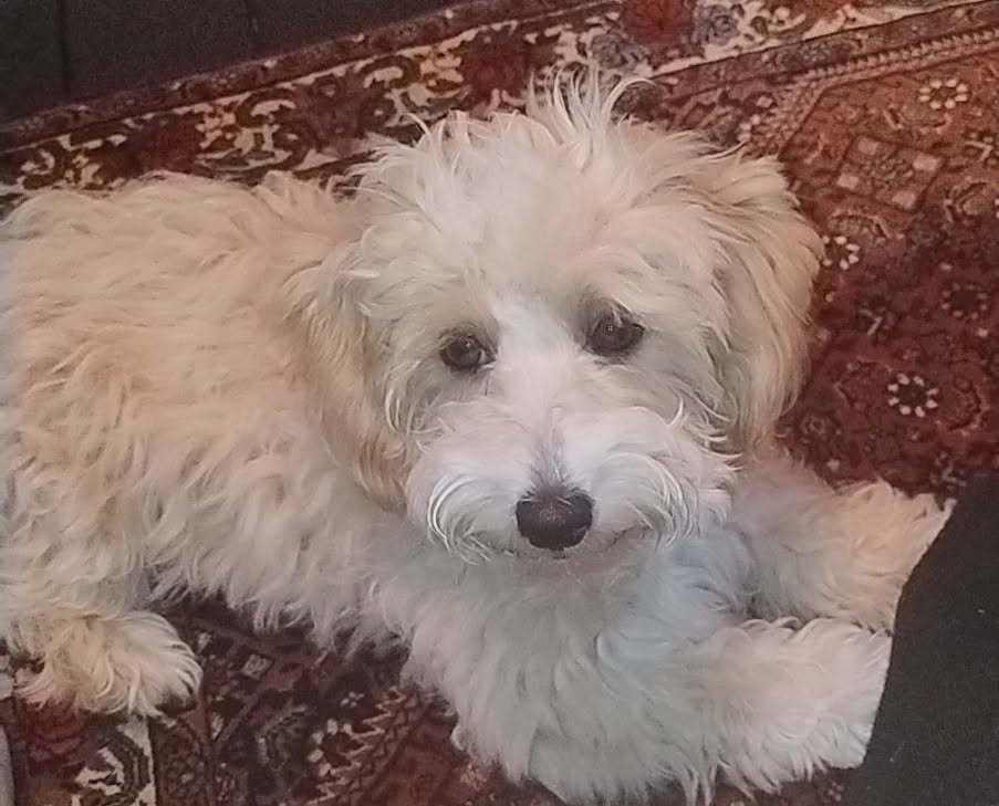 Malteser Oscar billede 1