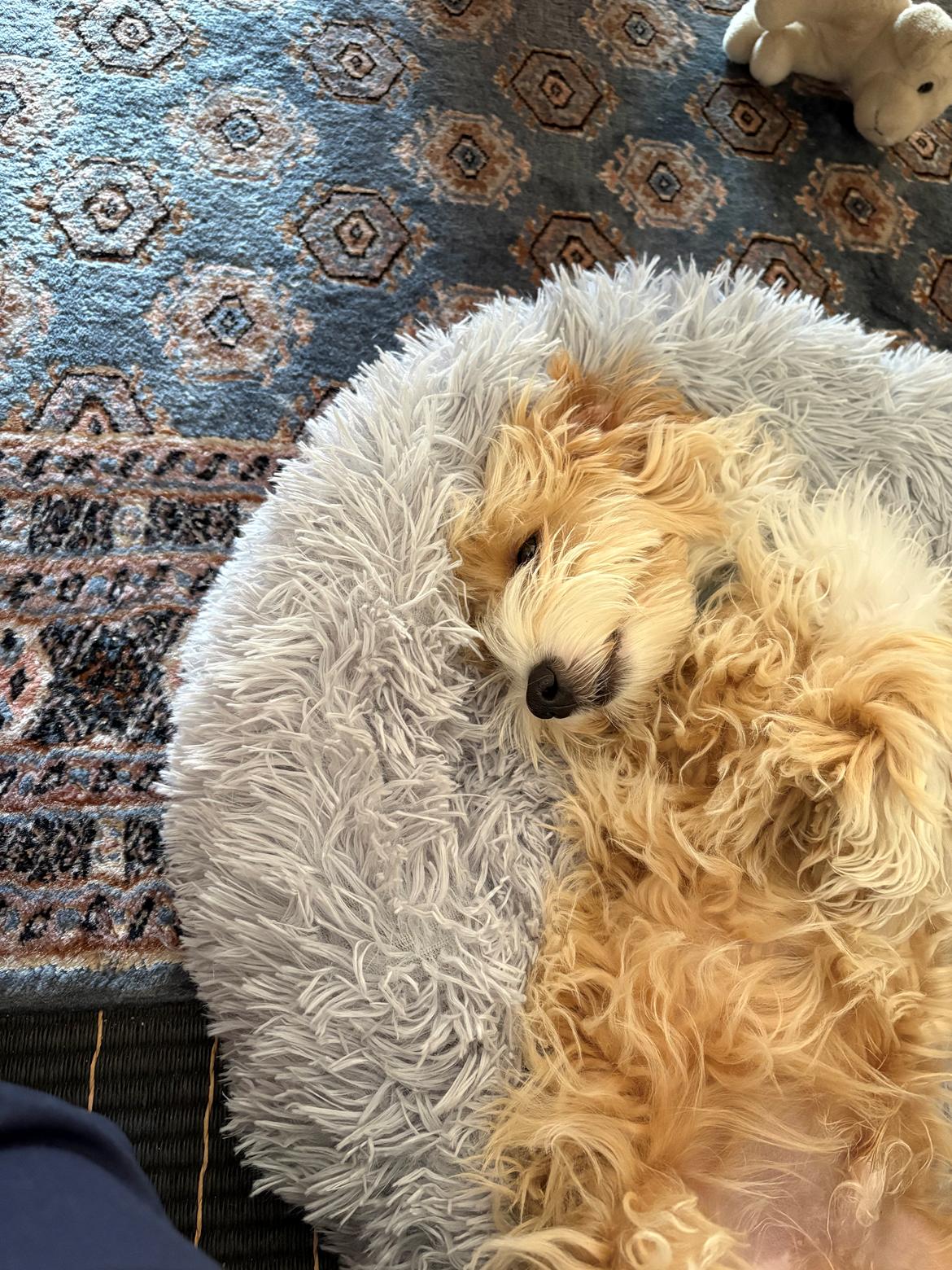 Malteser Oscar billede 2