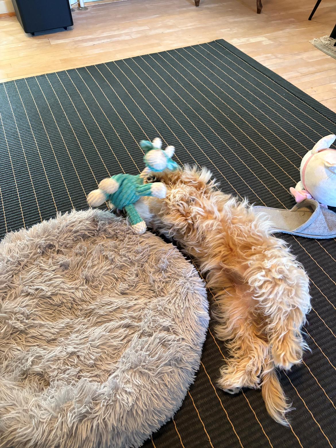 Malteser Oscar billede 5