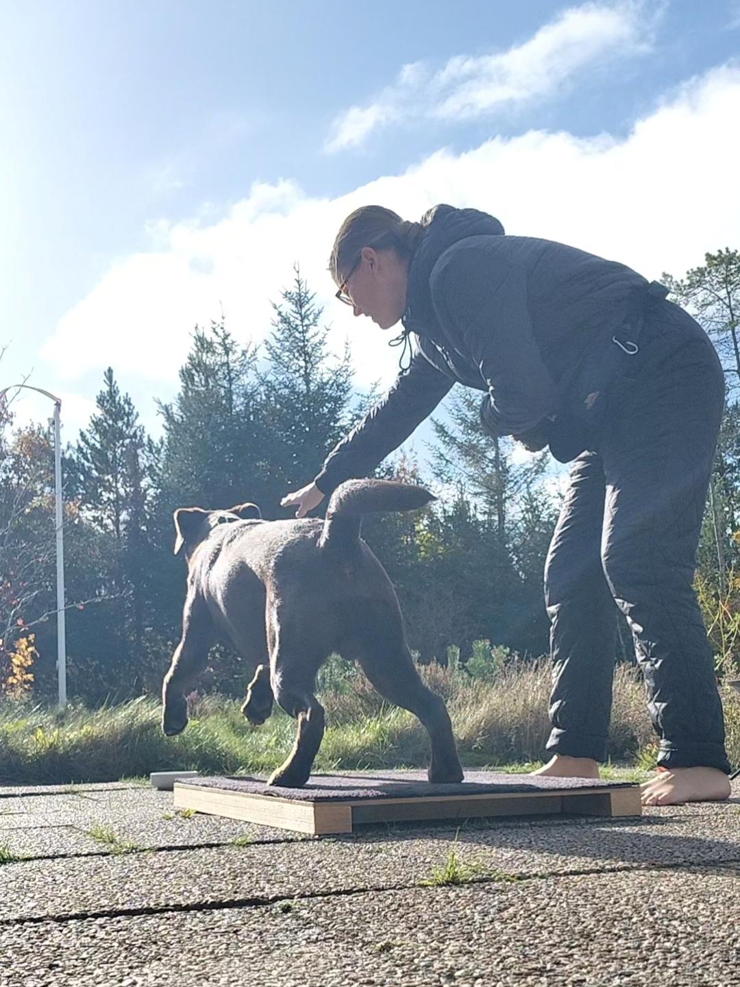 Labrador retriever Balder - 11. oktober 2025 billede 45