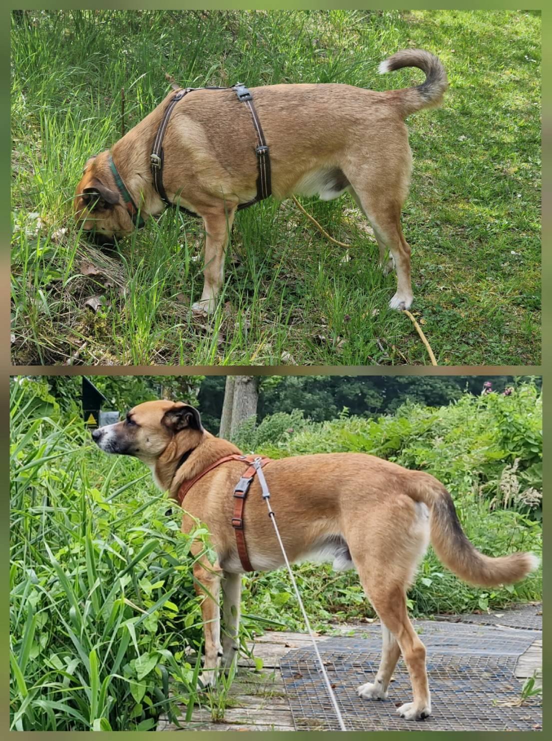 Blanding af racer Joey - Vægttab. Første billede omkring overtagelse ca 37 kg og andet billede ca 10 kg lettere. billede 15