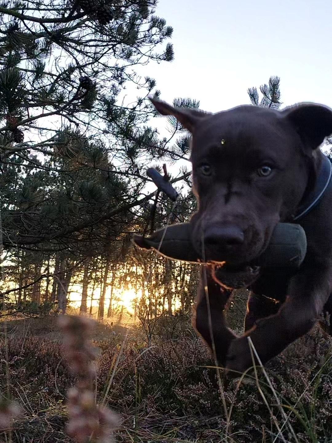 Labrador retriever Balder - 16. oktober 2025 billede 46