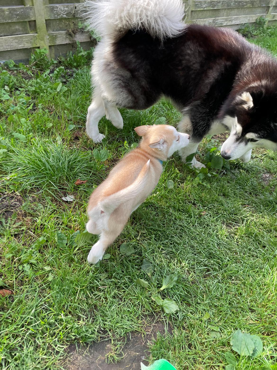 Siberian husky Murphy billede 2