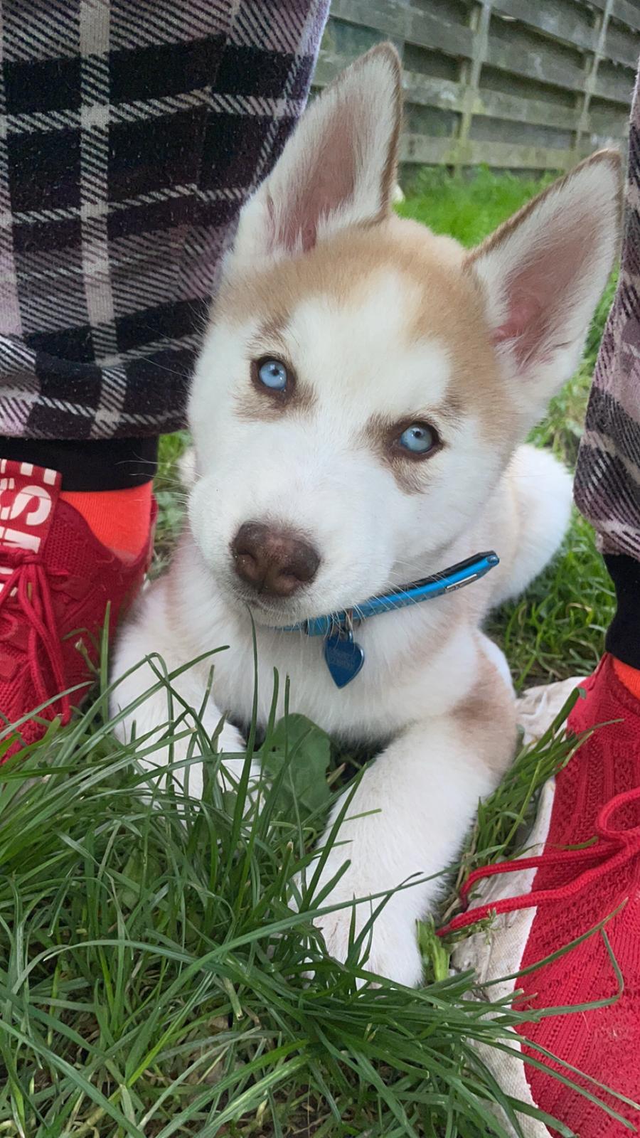 Siberian husky Murphy billede 5