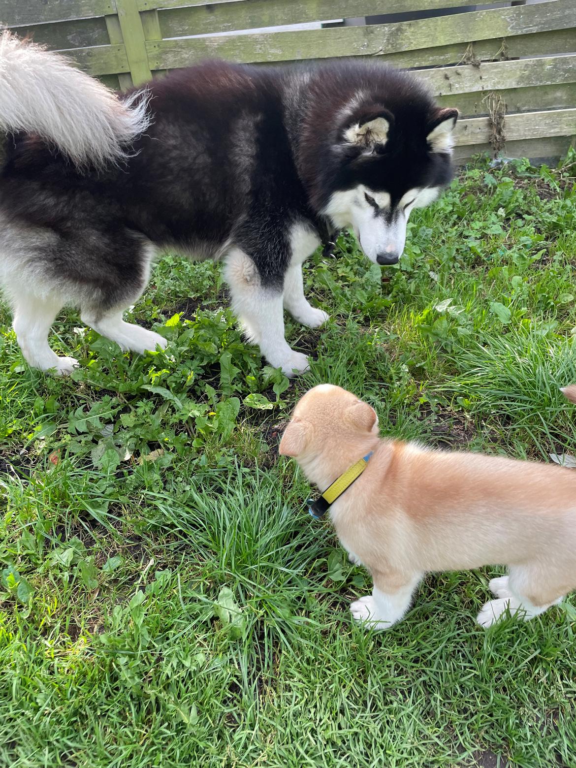 Siberian husky Murphy billede 3