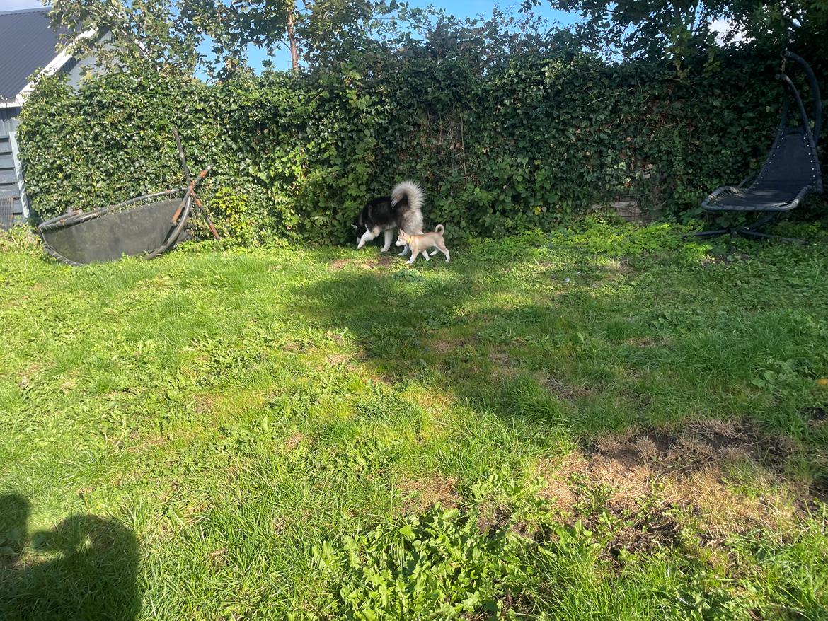 Siberian husky Murphy billede 4