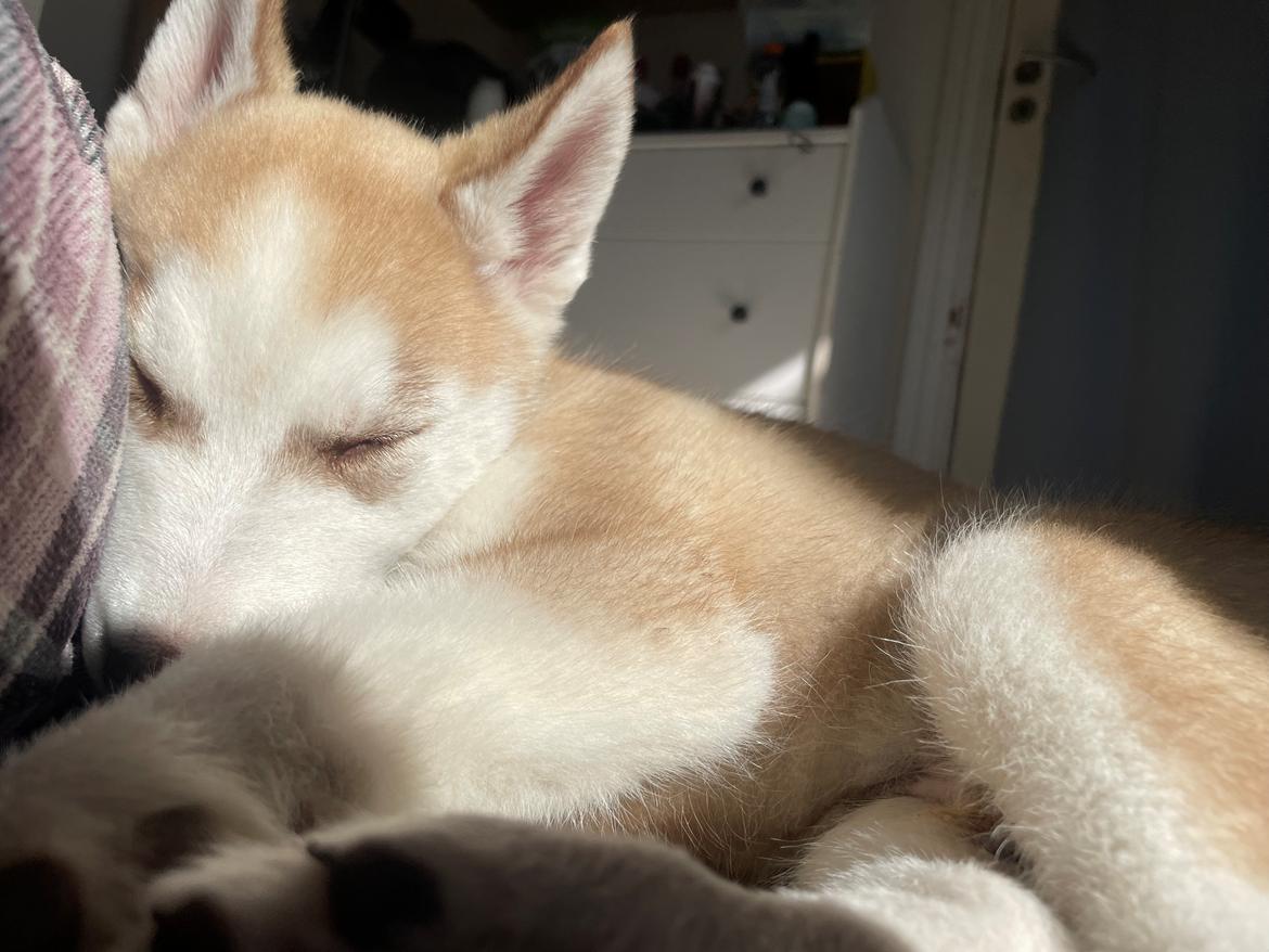 Siberian husky Murphy billede 6