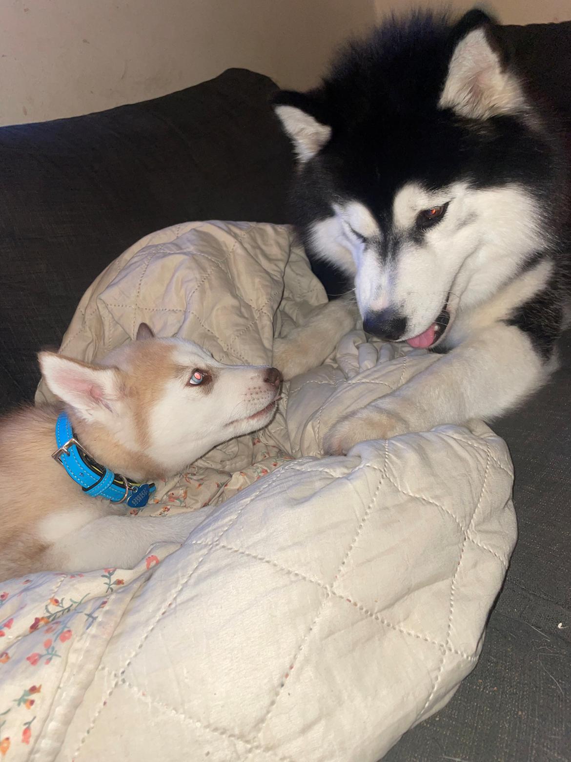 Siberian husky Murphy billede 7