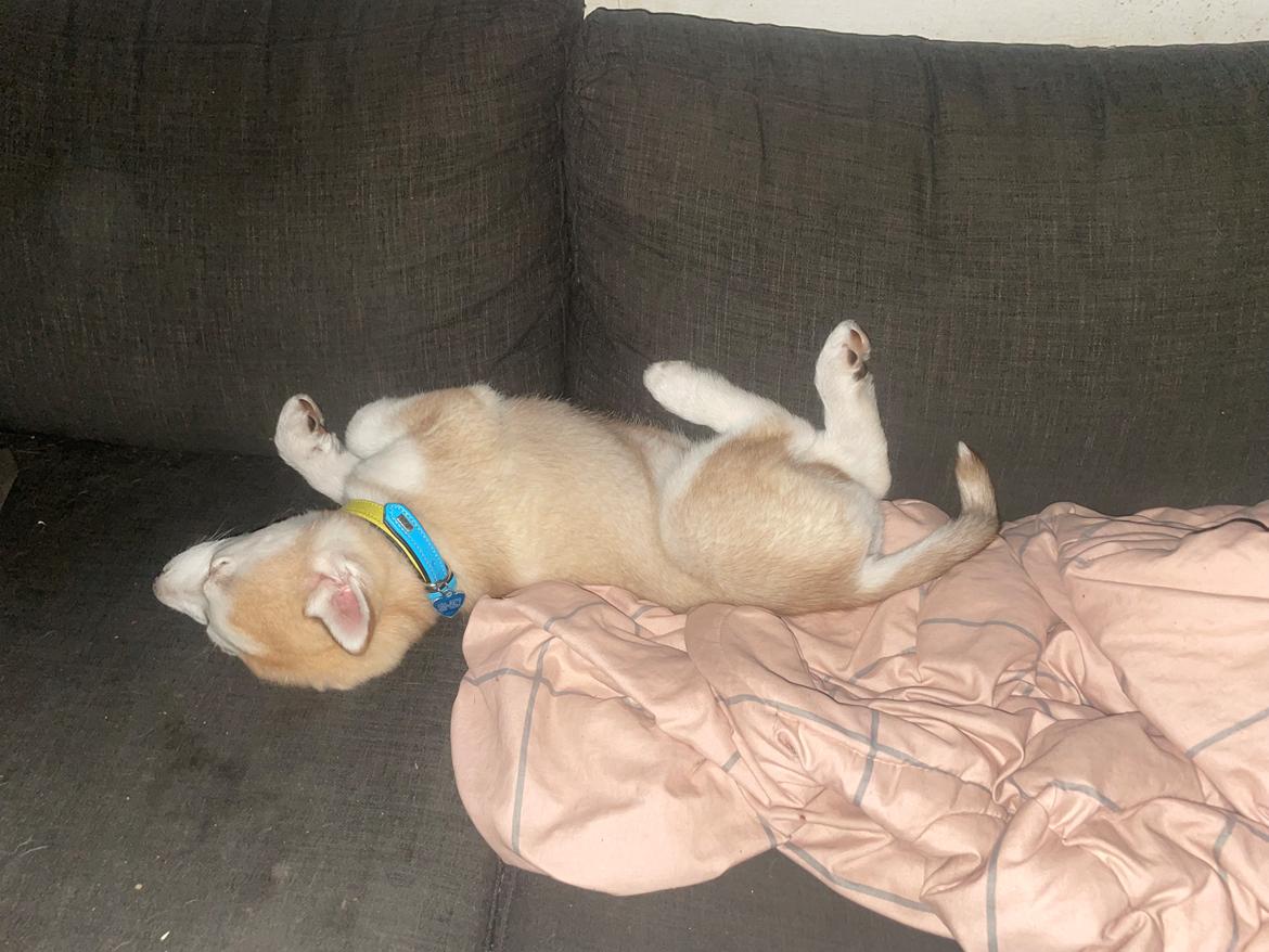 Siberian husky Murphy billede 8