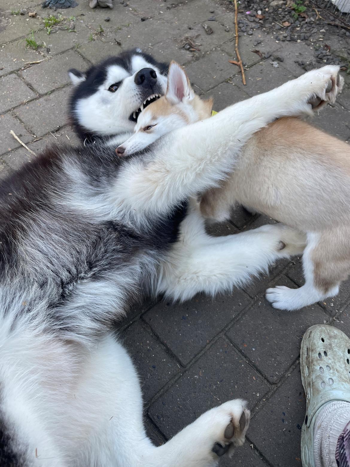 Siberian husky Murphy billede 9