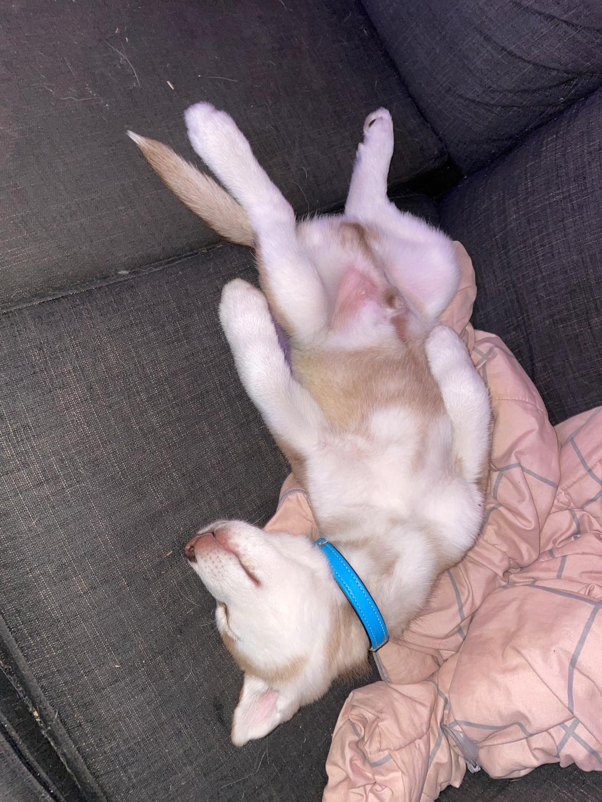 Siberian husky Murphy billede 10