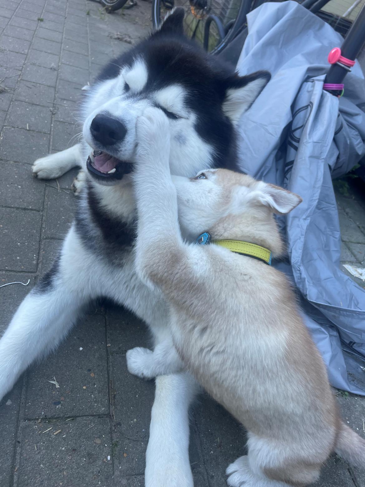 Siberian husky Murphy billede 11