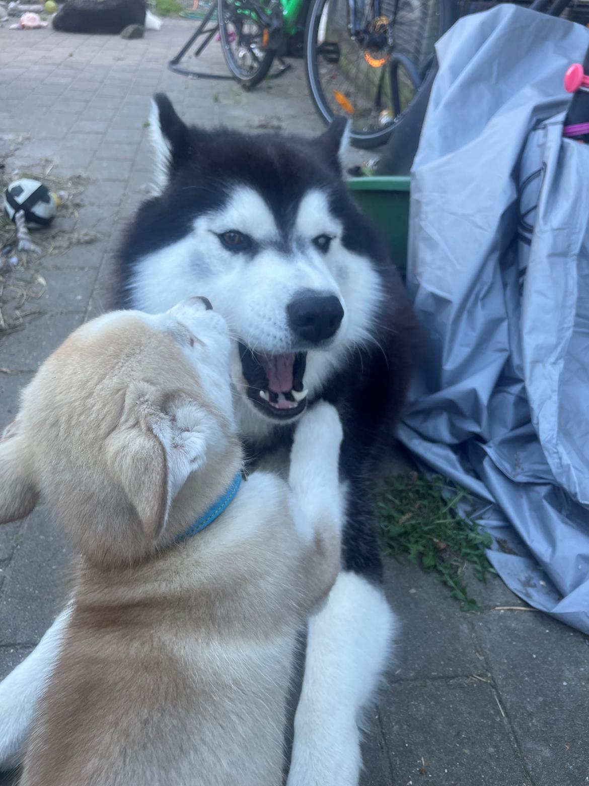 Siberian husky Murphy billede 12