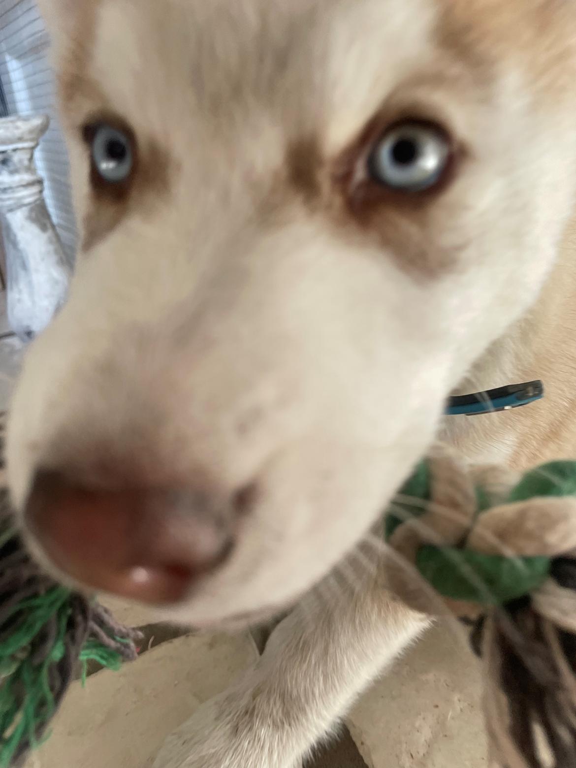 Siberian husky Murphy billede 13