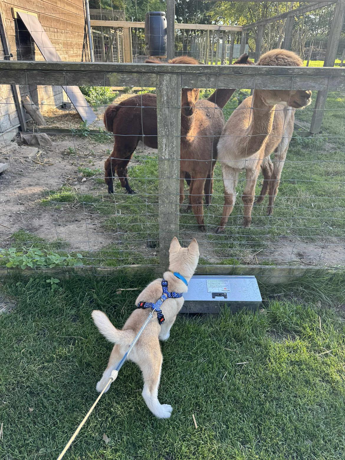 Siberian husky Murphy billede 15