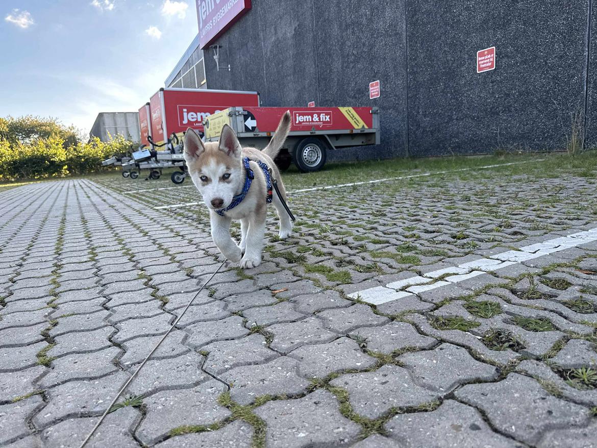 Siberian husky Murphy billede 14