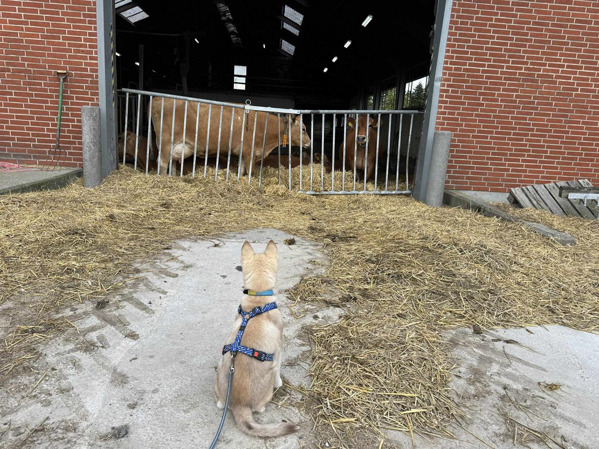 Siberian husky Murphy billede 17