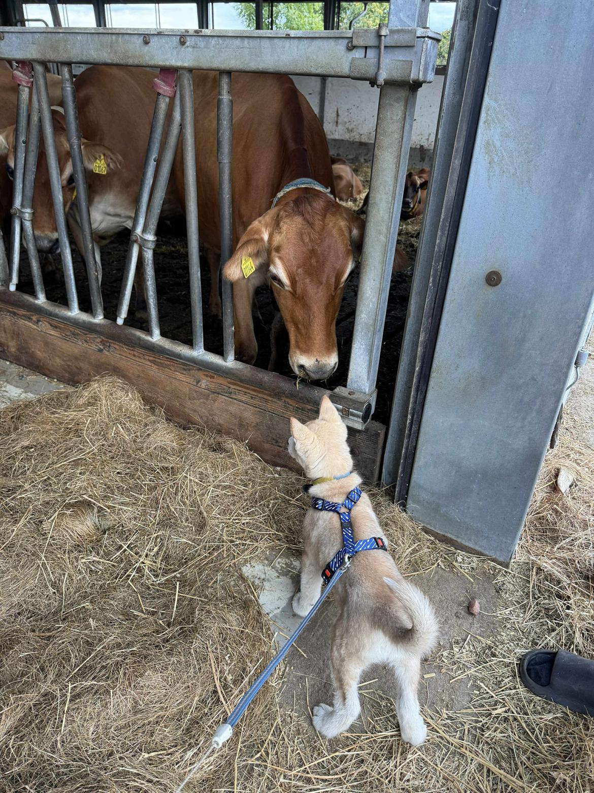 Siberian husky Murphy billede 16