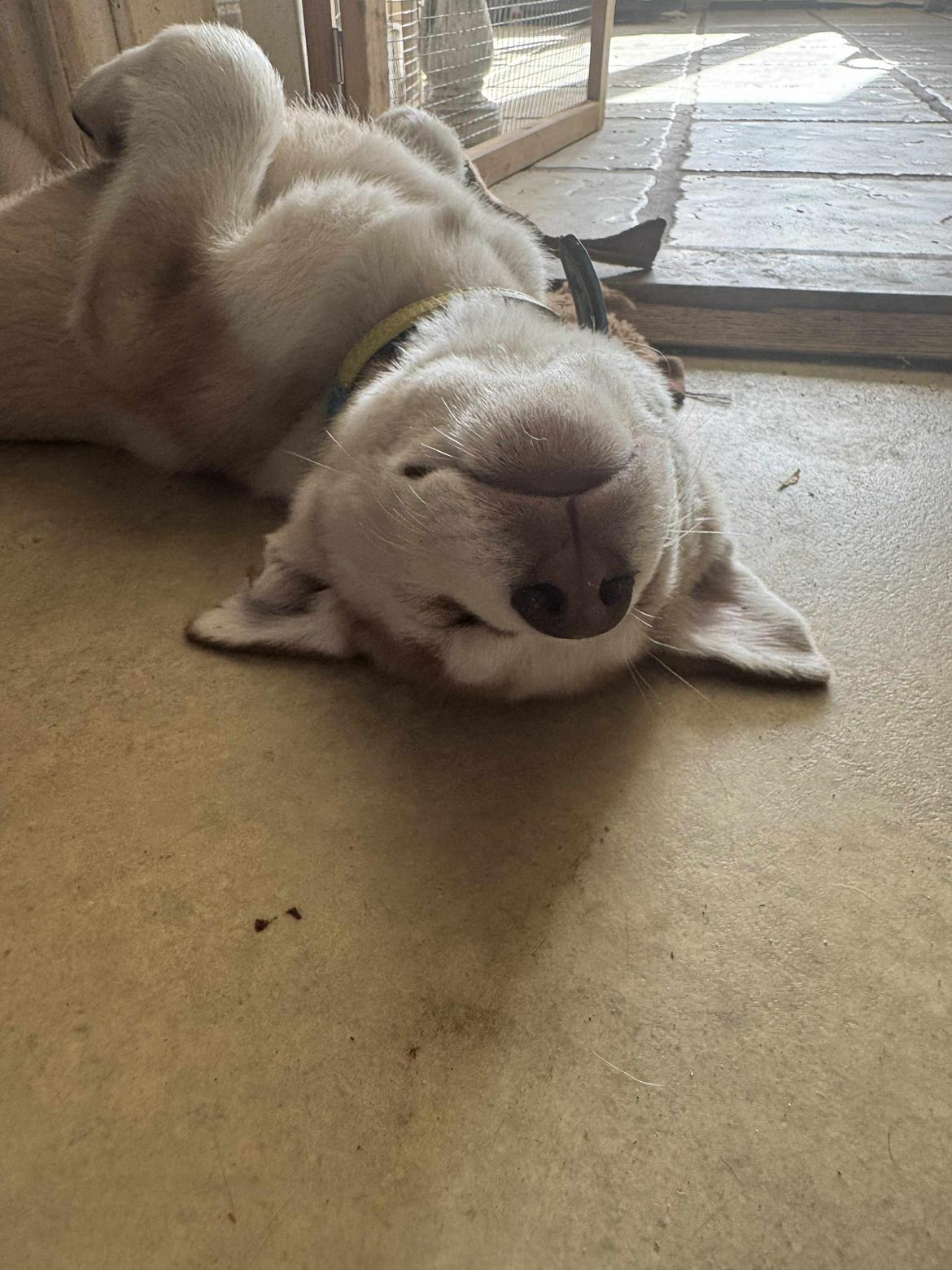 Siberian husky Murphy billede 19