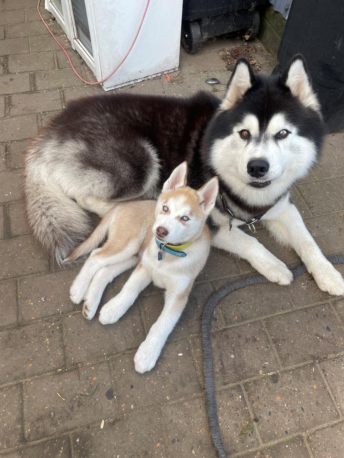 Siberian husky Murphy billede 18