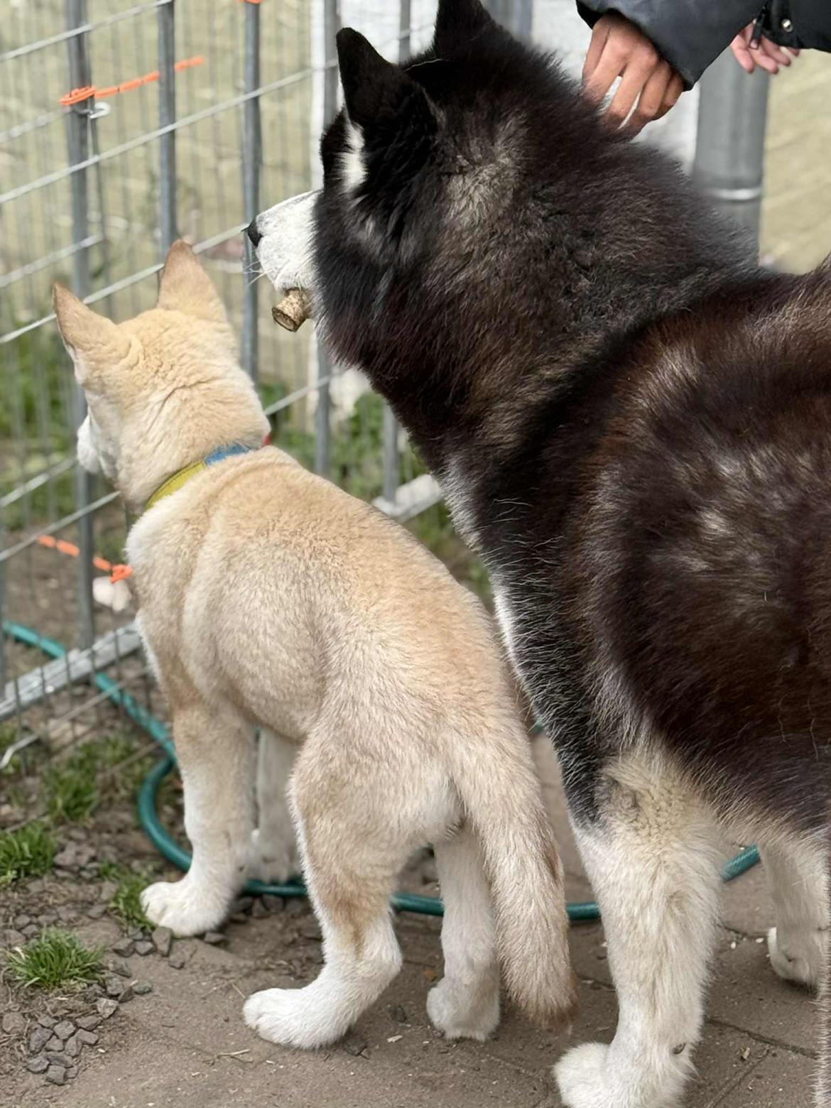 Siberian husky Murphy billede 23