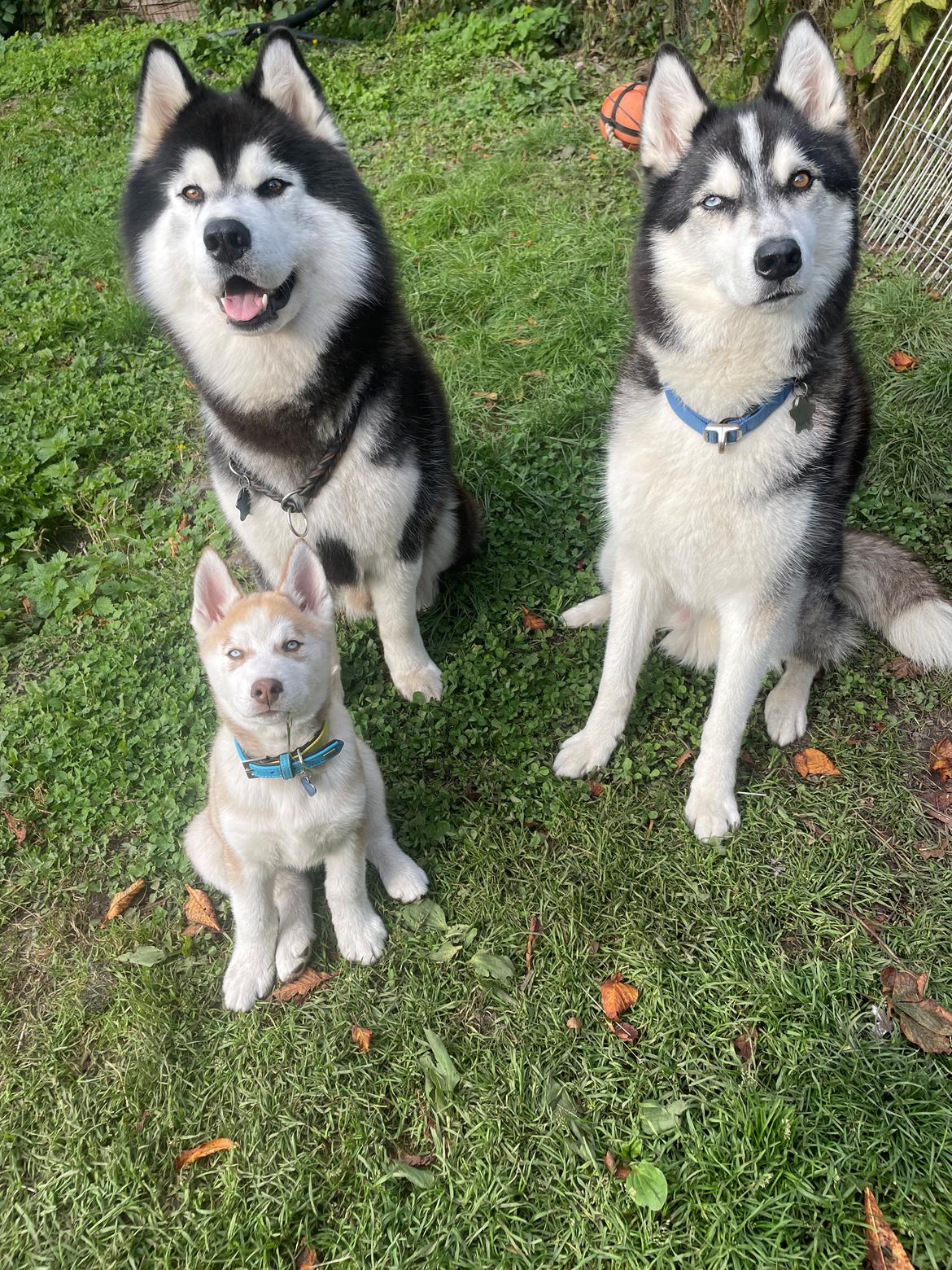 Siberian husky Murphy billede 20