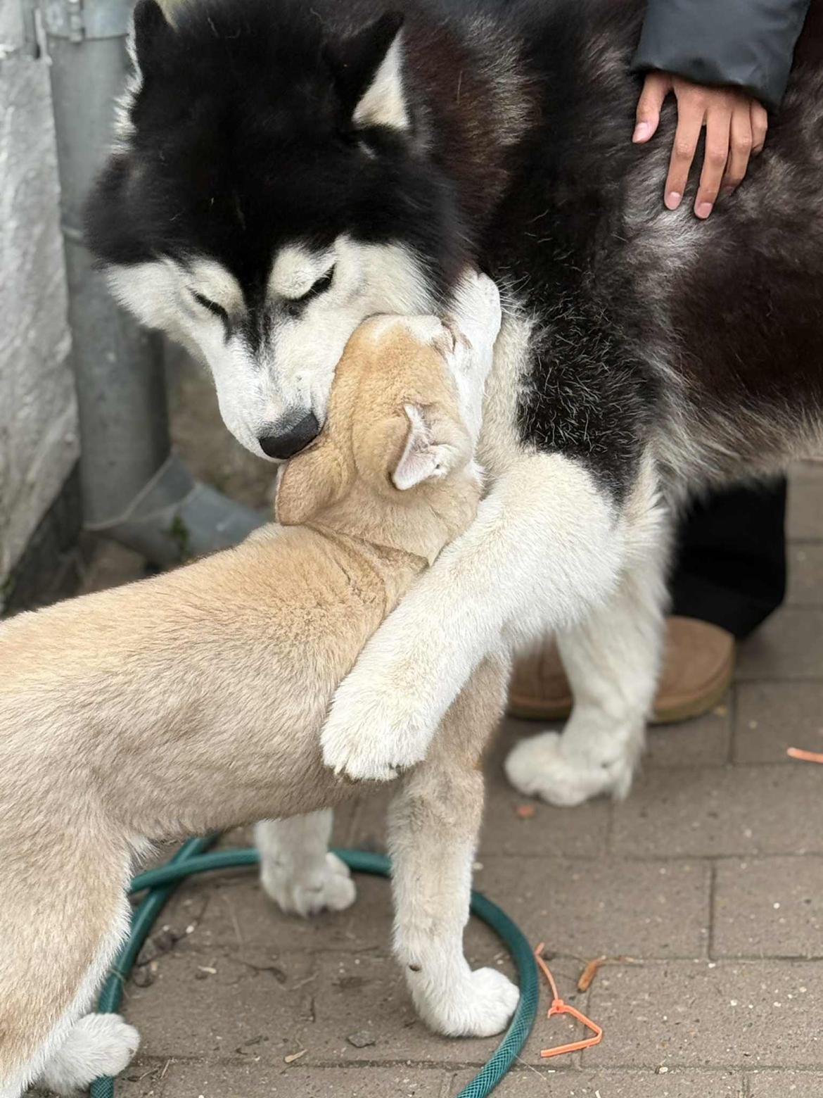 Siberian husky Murphy billede 24