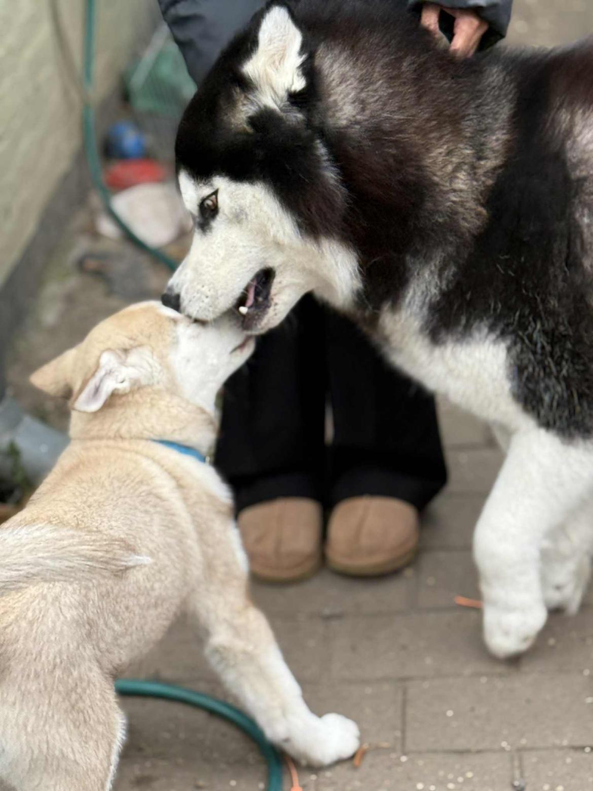 Siberian husky Murphy billede 25