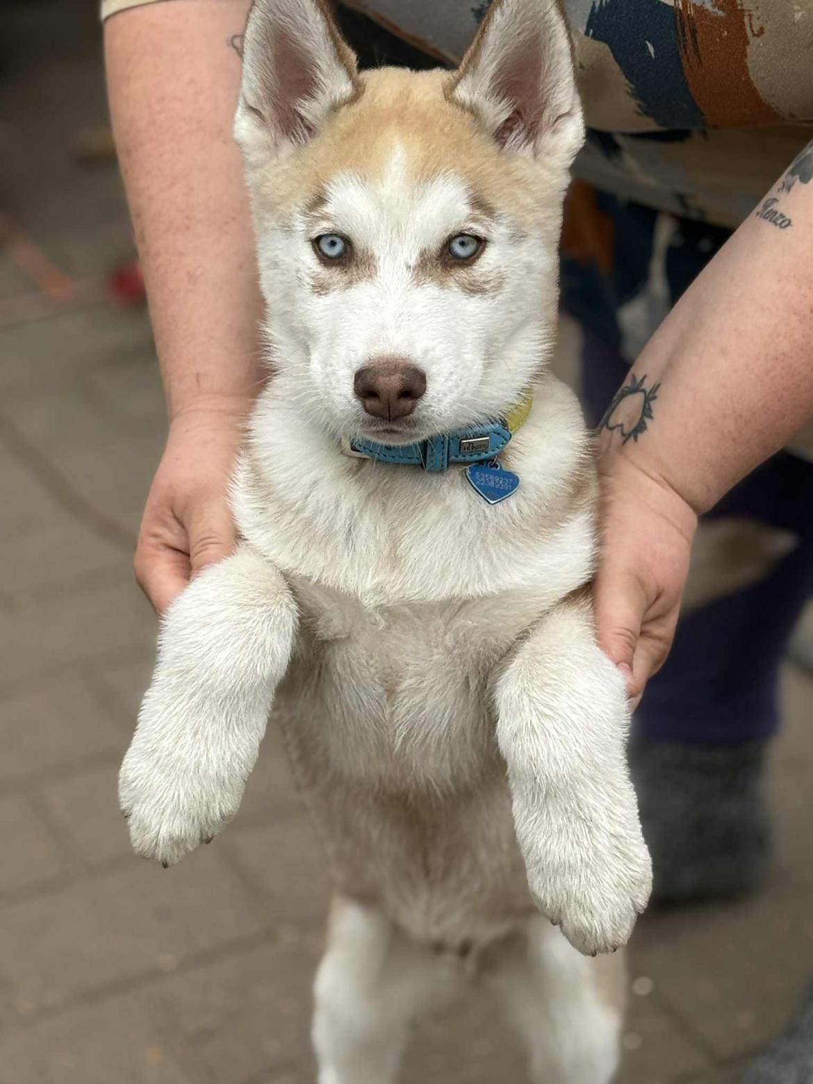 Siberian husky Murphy billede 26