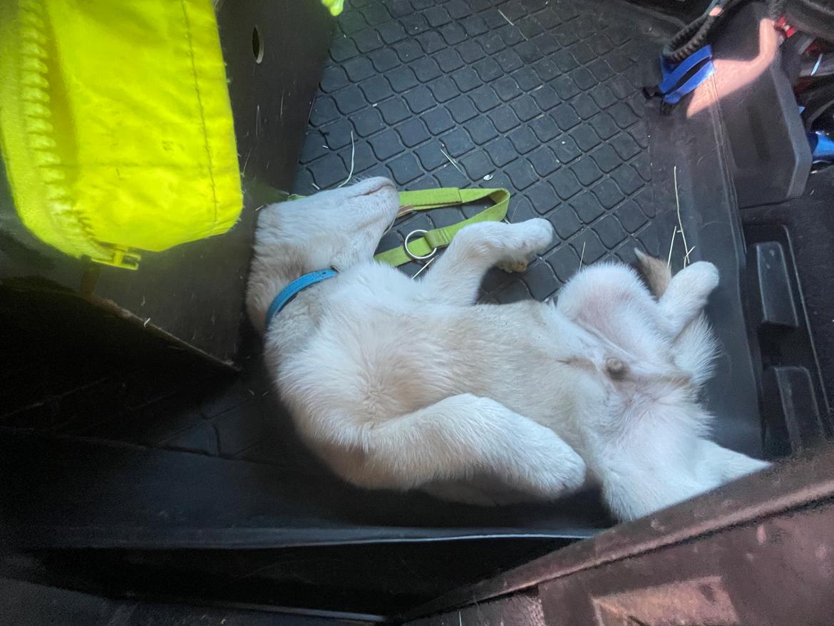 Siberian husky Murphy billede 22