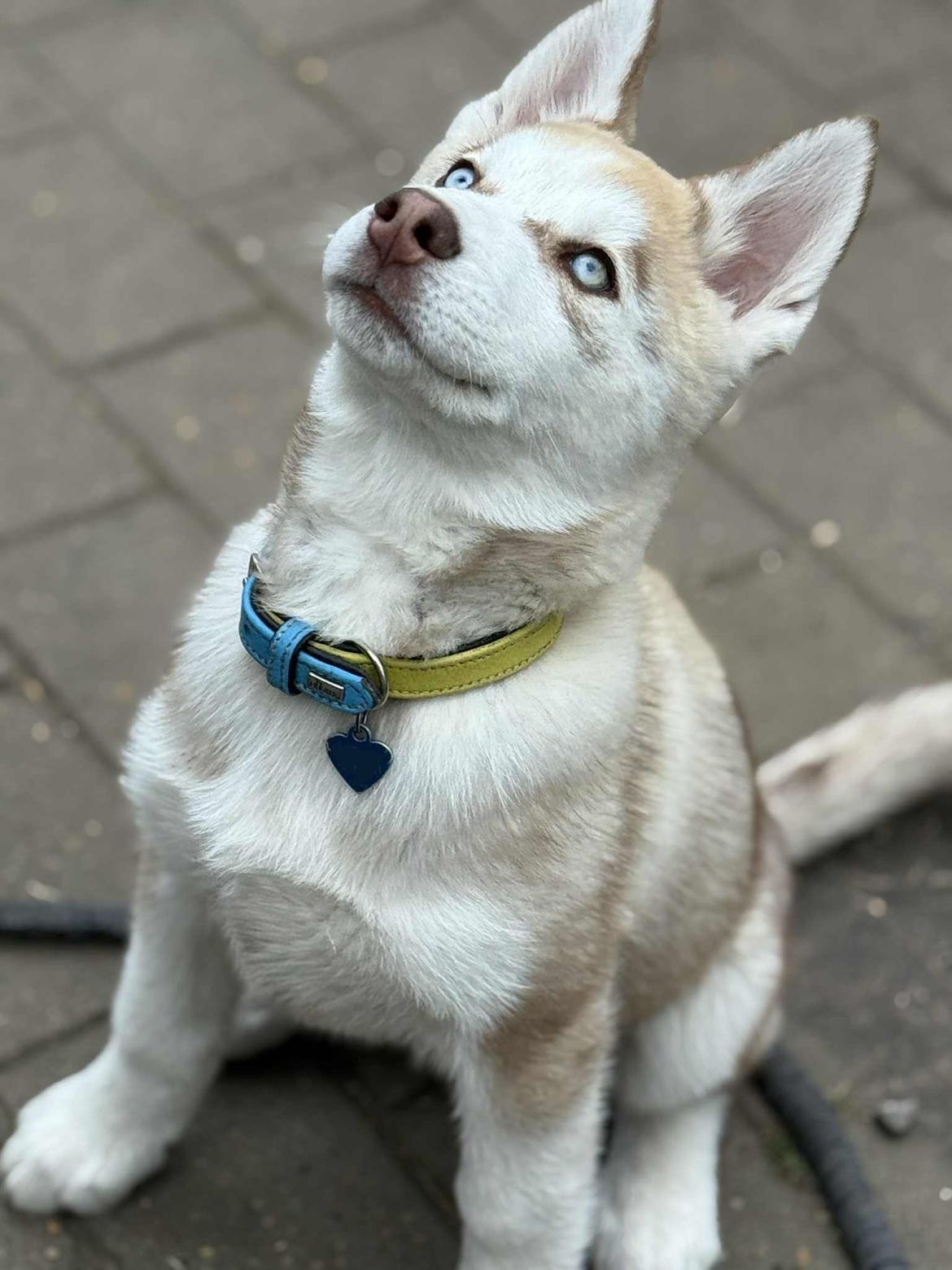 Siberian husky Murphy billede 27