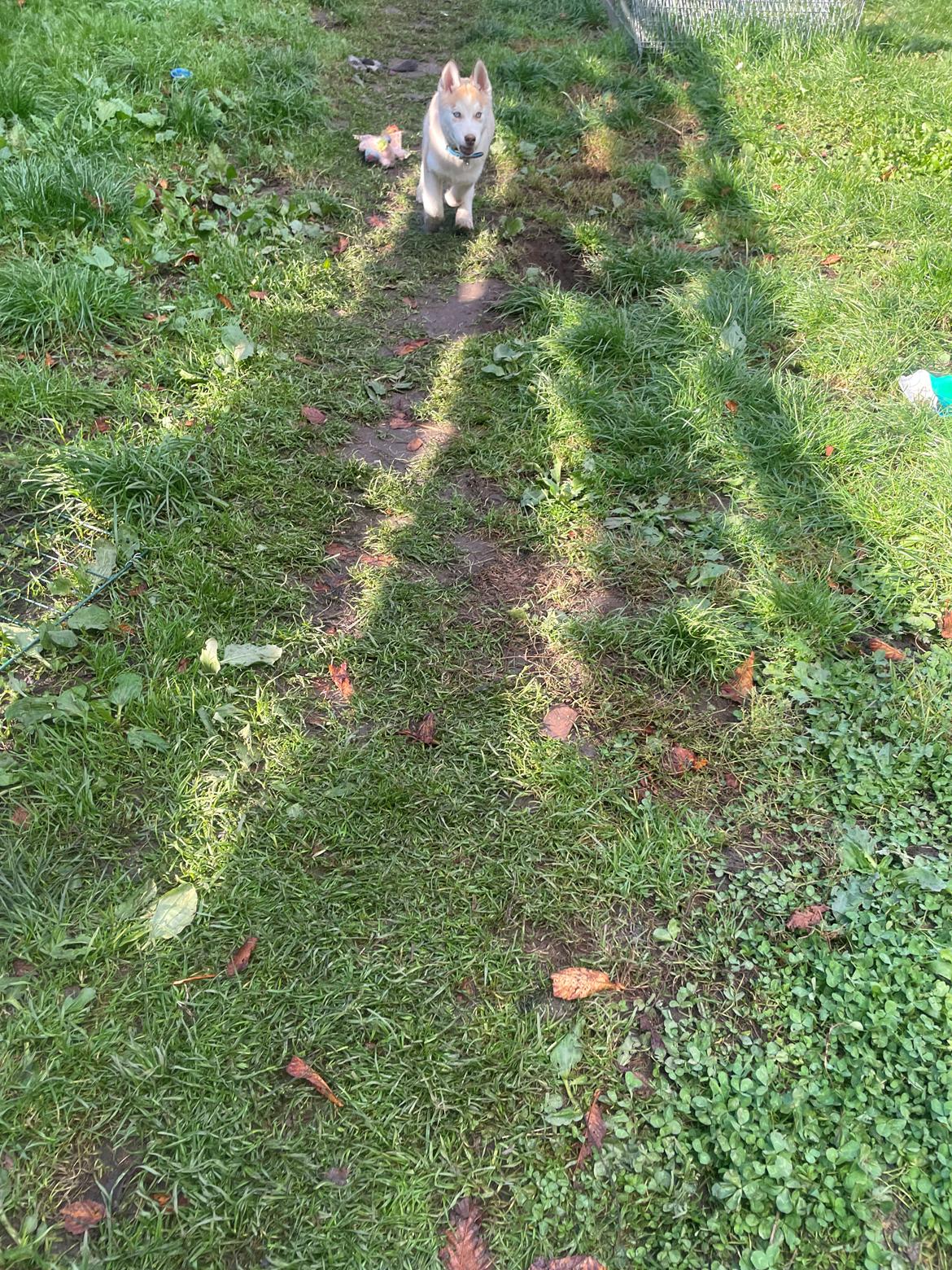 Siberian husky Murphy billede 21