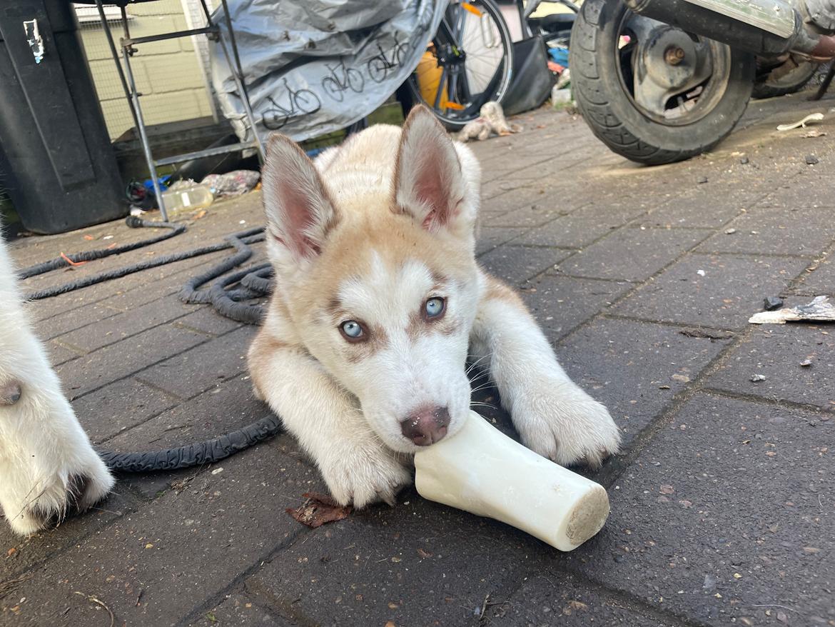 Siberian husky Murphy billede 28