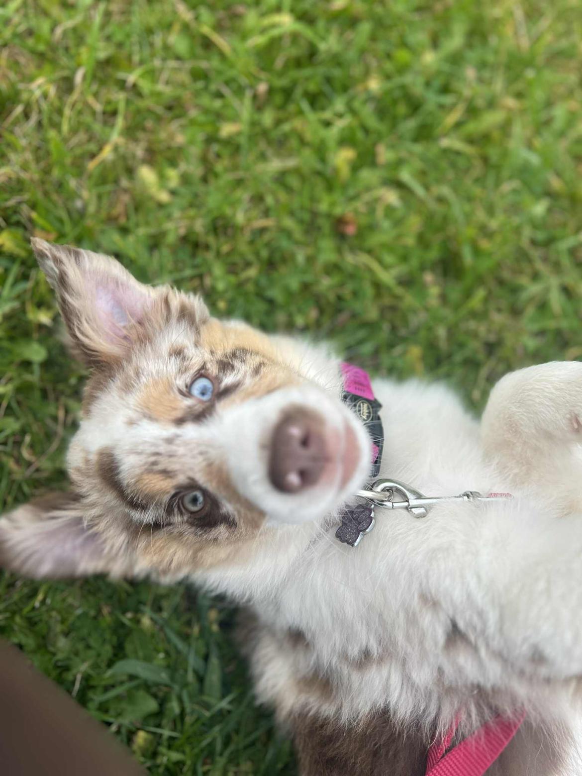 Miniature American Shepherd Evita billede 7