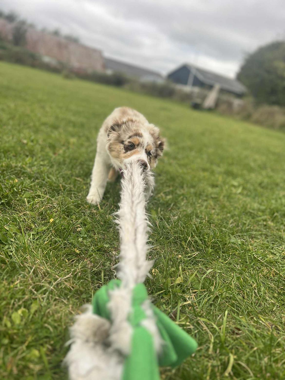 Miniature American Shepherd Evita billede 3