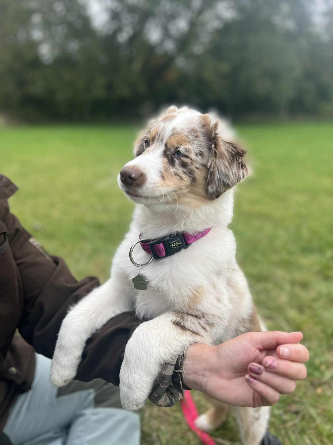 Miniature American Shepherd Evita billede 4