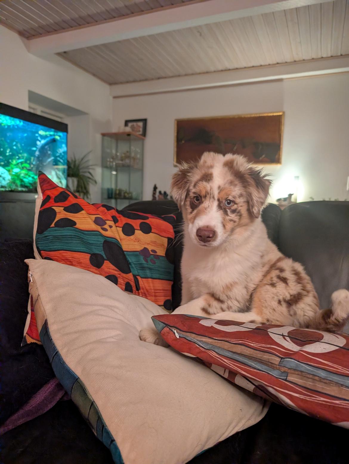 Miniature American Shepherd Evita billede 6