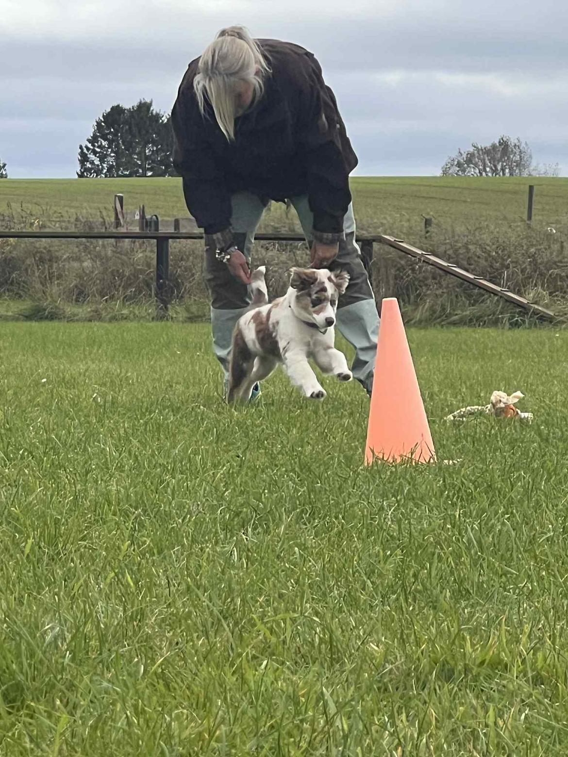 Miniature American Shepherd Evita billede 2