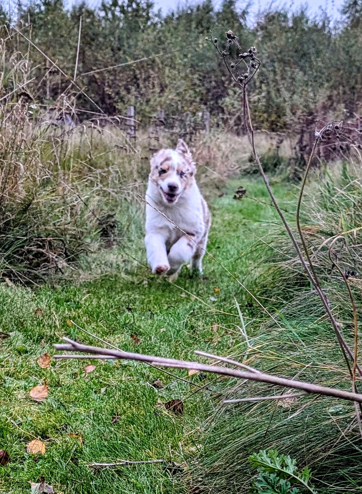 Miniature American Shepherd Evita billede 8