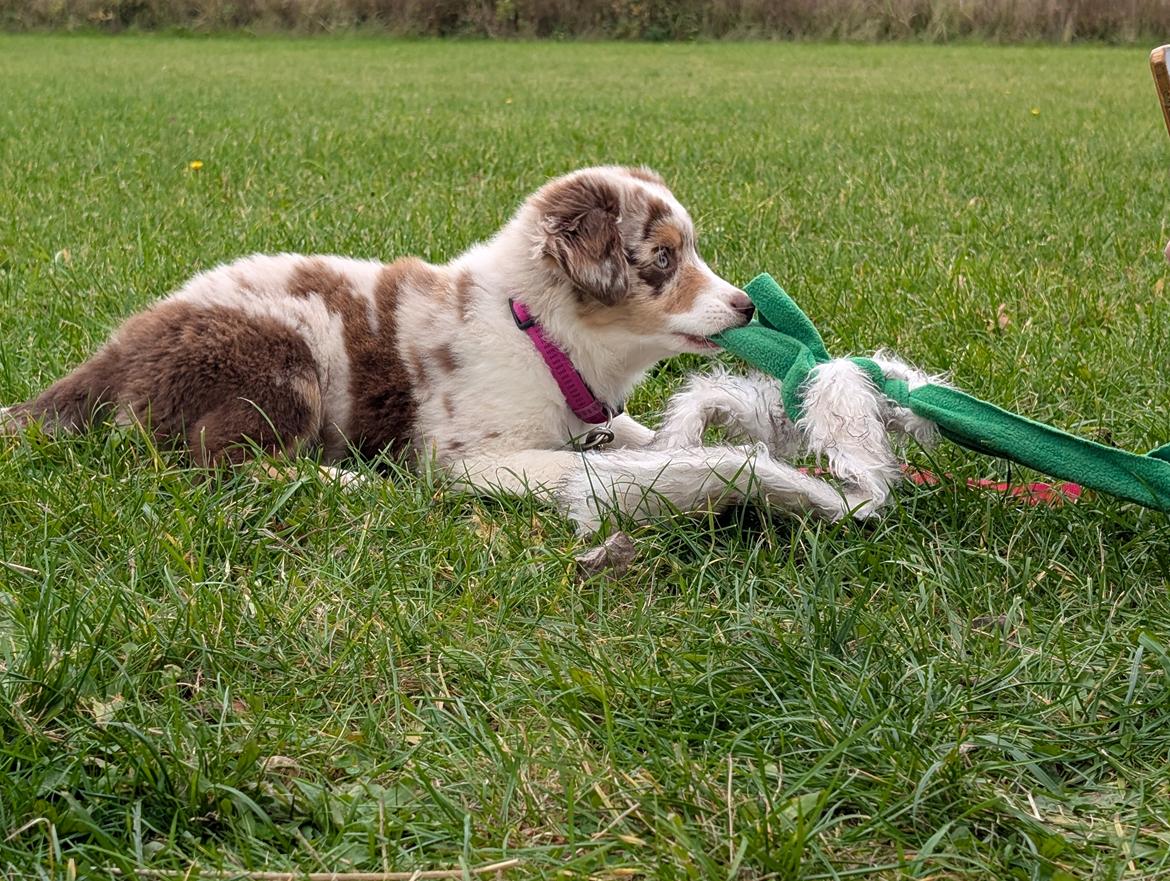 Miniature American Shepherd Evita billede 9