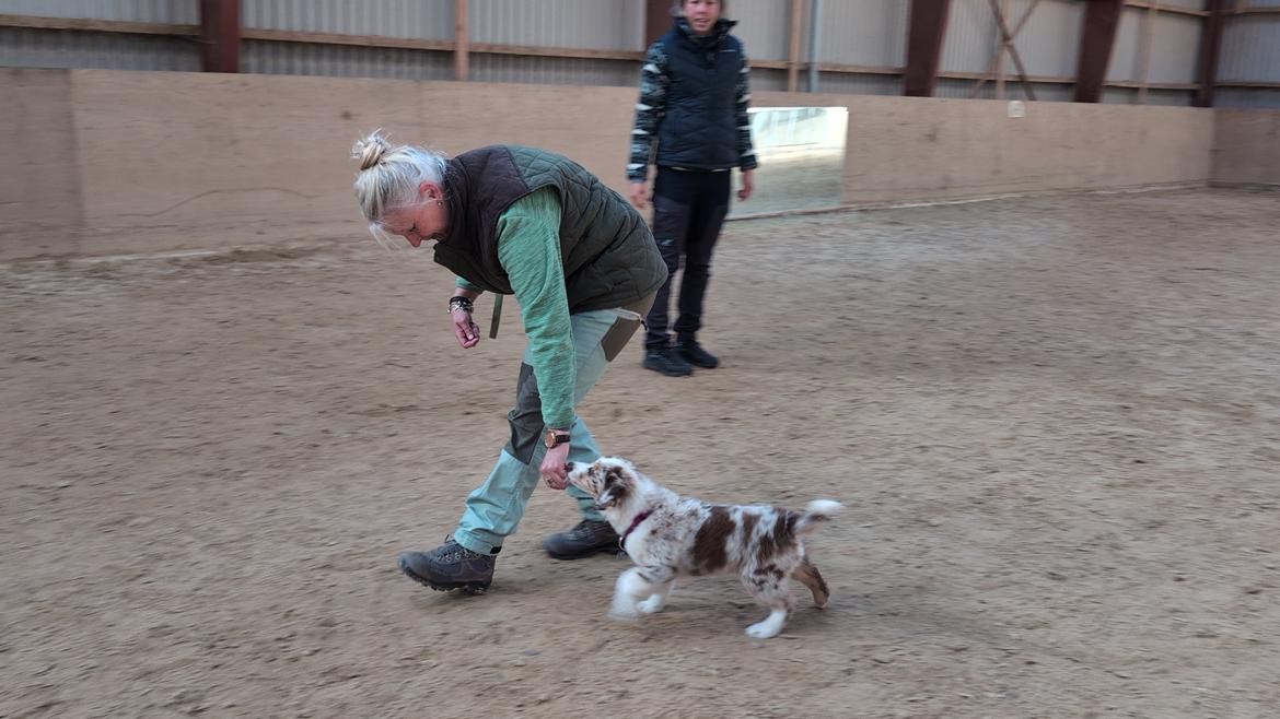 Miniature American Shepherd Evita billede 10