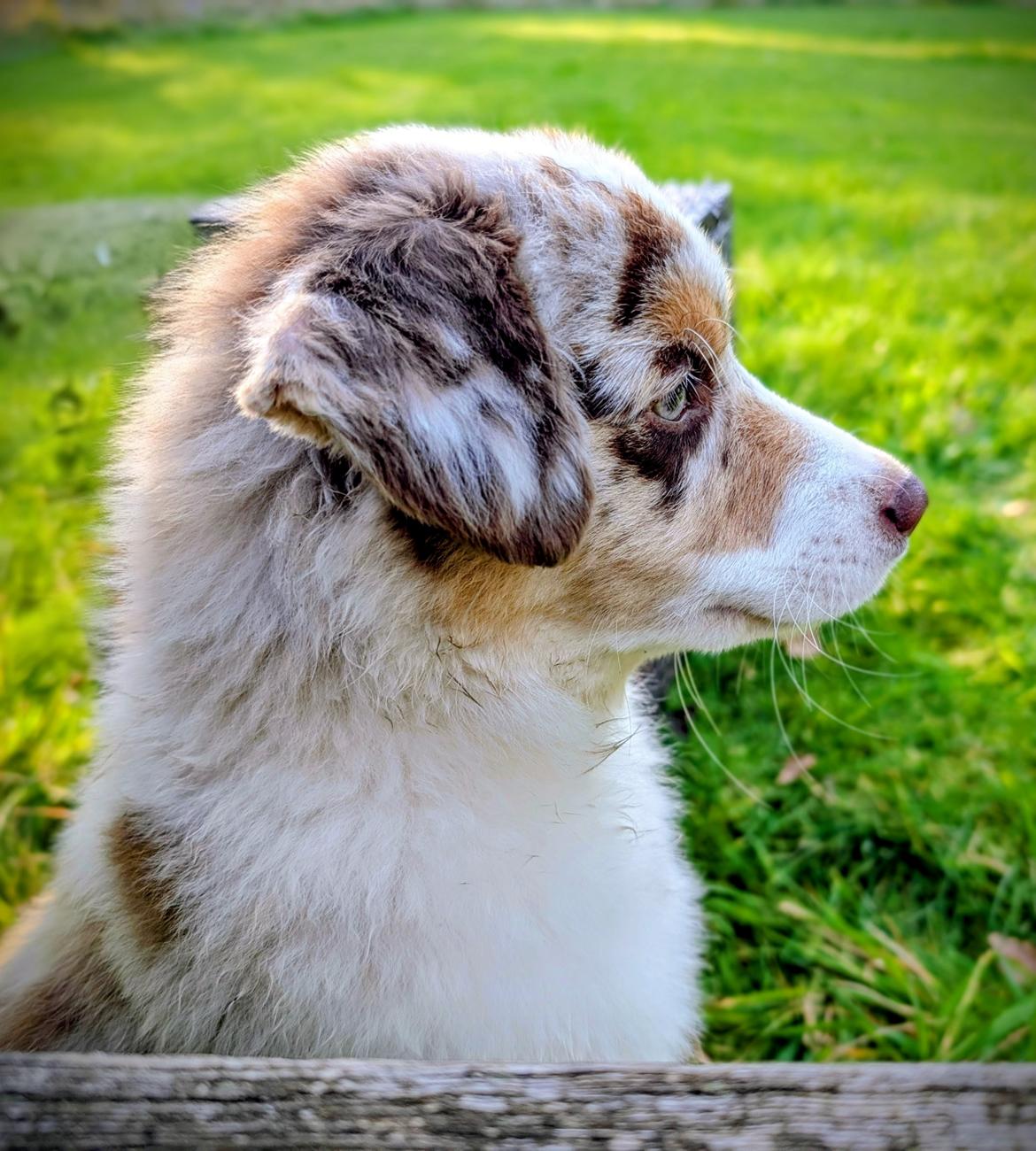 Miniature American Shepherd Evita billede 1
