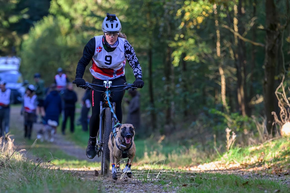 Malinois Turbo - Bikejoring 18-10-2025  billede 22