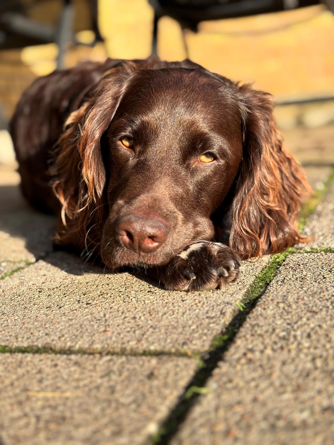 Blanding af racer Mocca billede 17