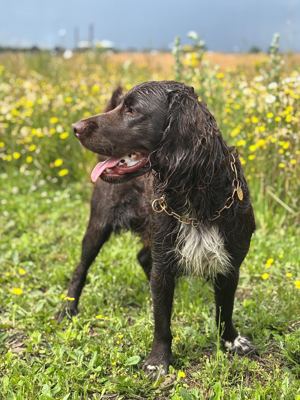 Blanding af racer Mocca billede 18