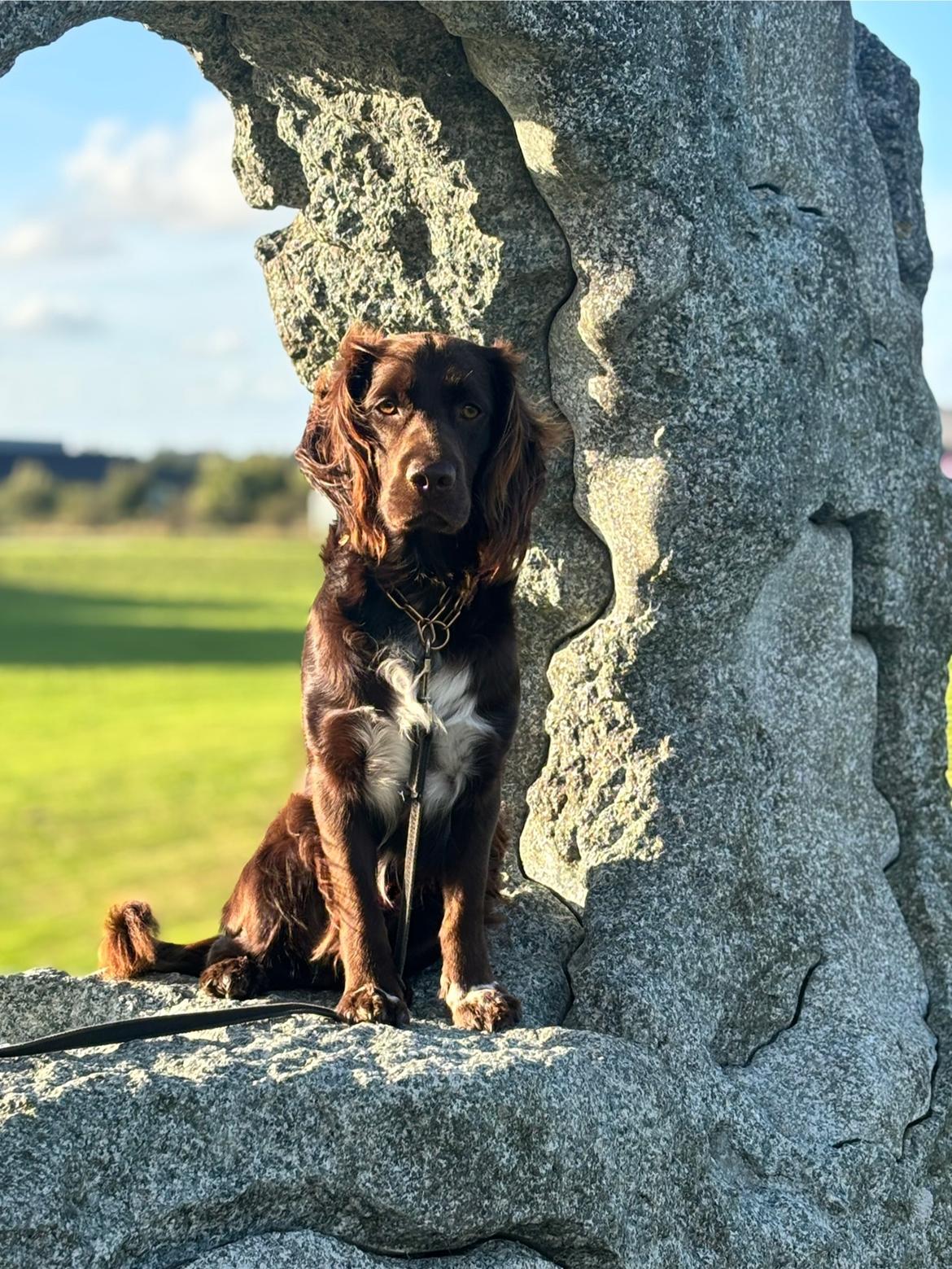 Blanding af racer Mocca - Smuksakken ❤️ billede 19