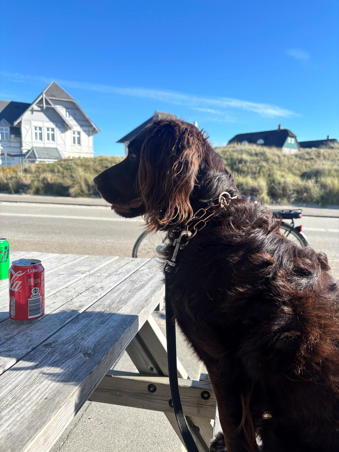 Blanding af racer Mocca - 18/10-25 Fanø  billede 20